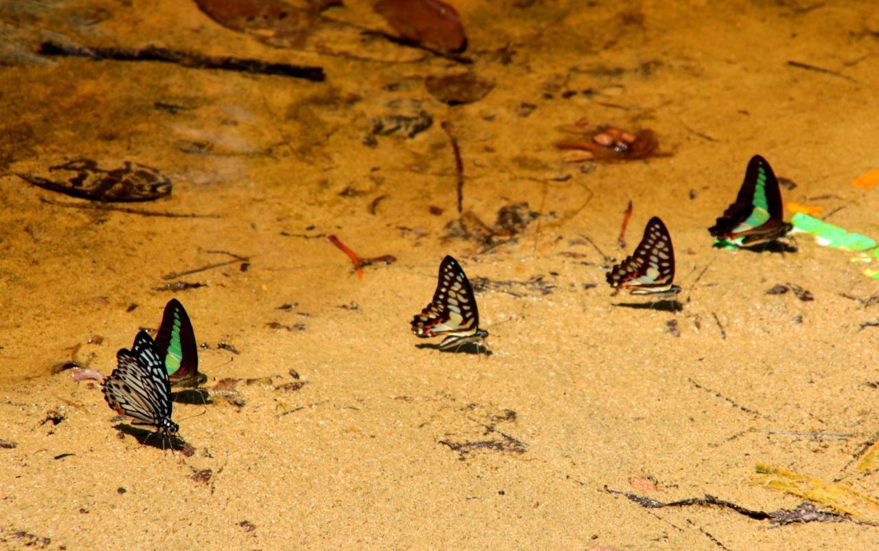 Arkadia Beach Resort Underground River Sabang  Exteriér fotografie